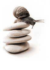 Snail